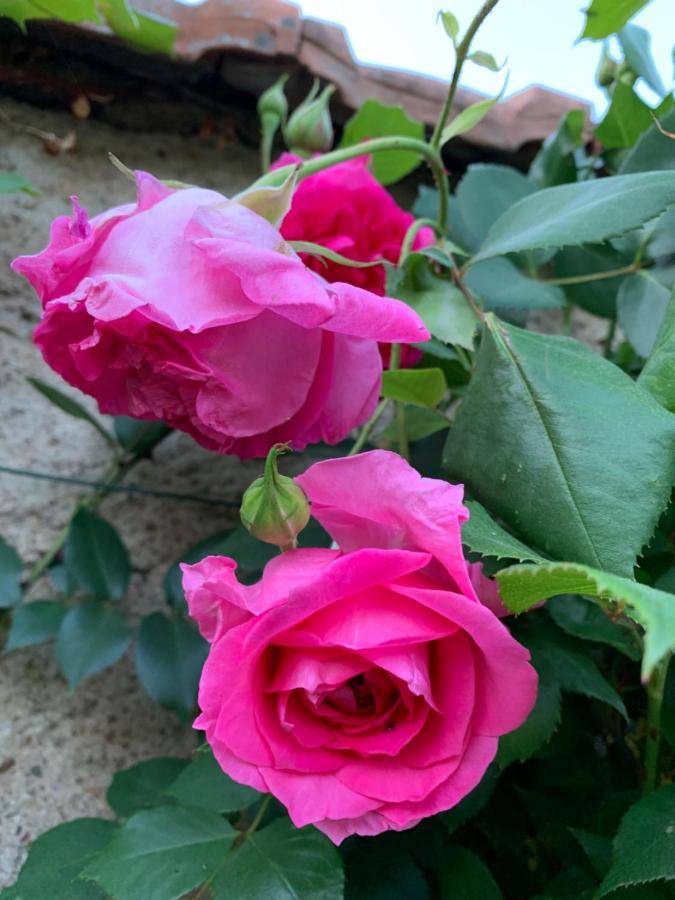 Les Jardins D'Elise, Calme Et Verdure A Lure 吕尔 外观 照片