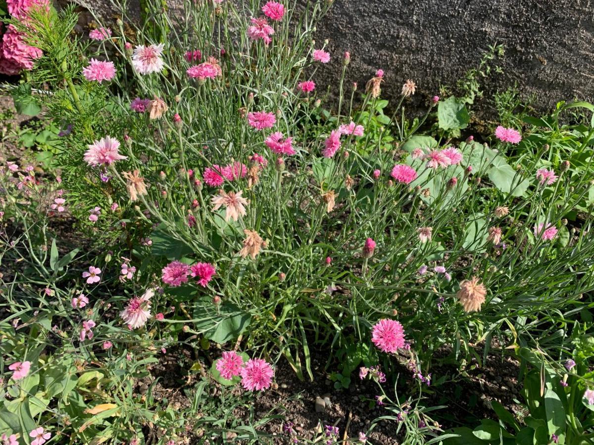 Les Jardins D'Elise, Calme Et Verdure A Lure 吕尔 外观 照片