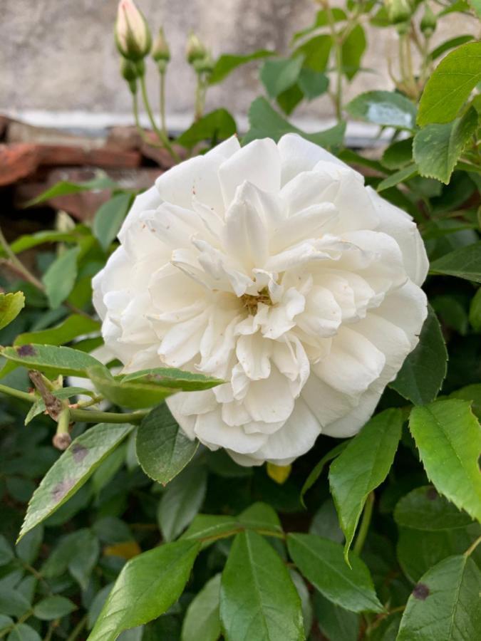 Les Jardins D'Elise, Calme Et Verdure A Lure 吕尔 外观 照片