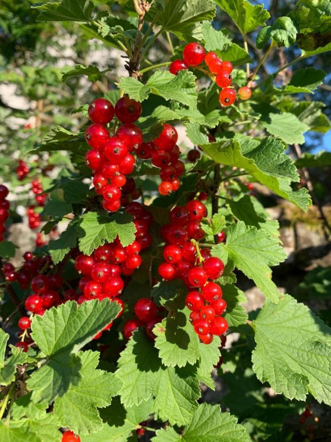 Les Jardins D'Elise, Calme Et Verdure A Lure 吕尔 外观 照片